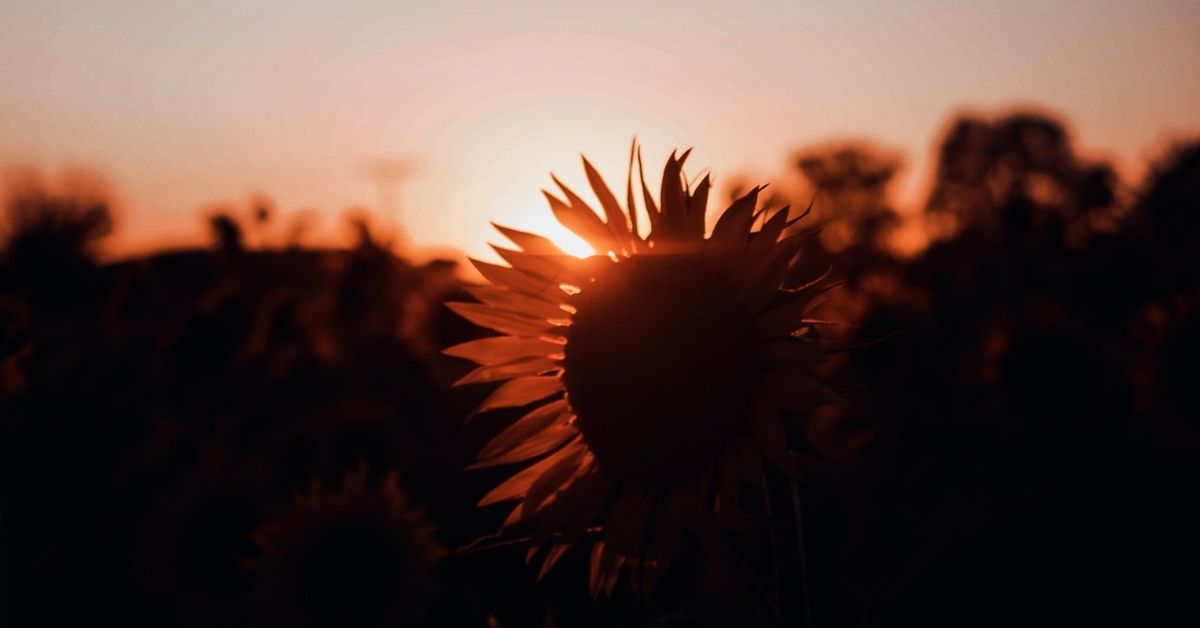 Sunflower At Dawn